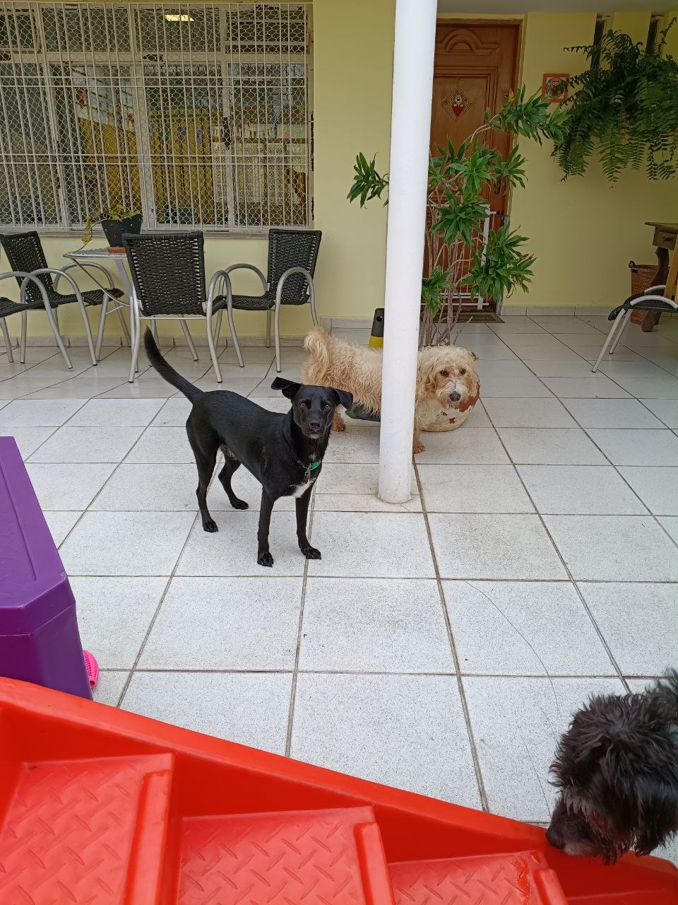 Área dos cães - foto 1