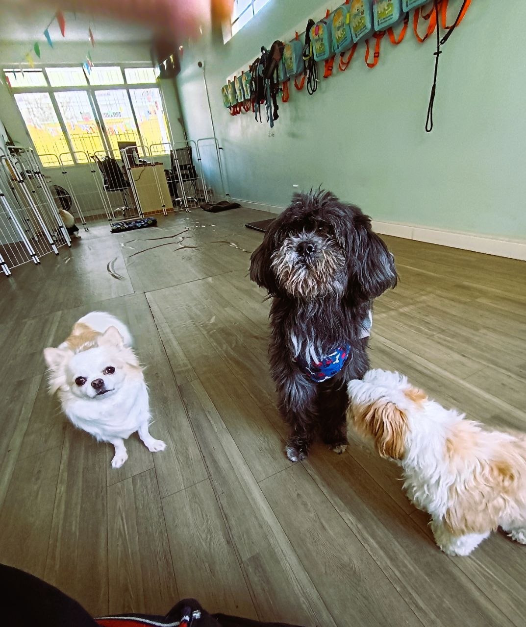 Área dos cães - foto 2