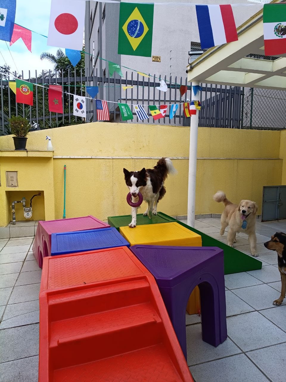 Área dos cães - foto 3