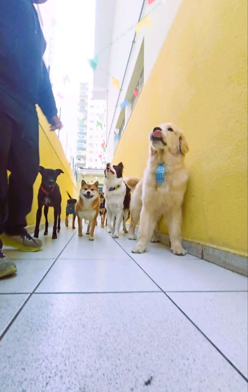 Área dos cães - foto 4