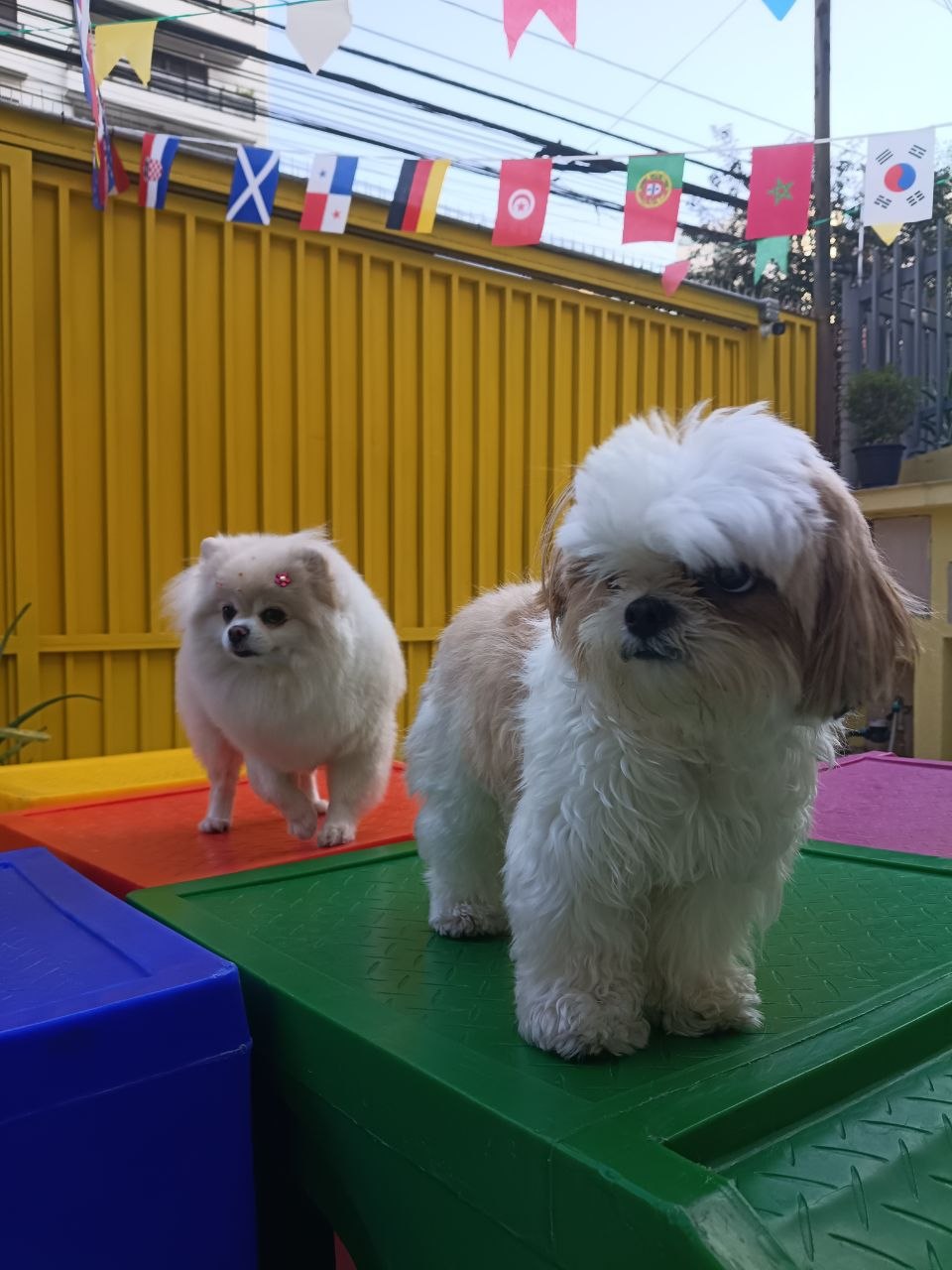 Área dos cães - foto 5