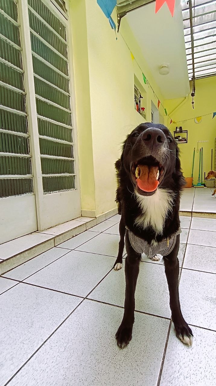 Área dos cães - foto 6
