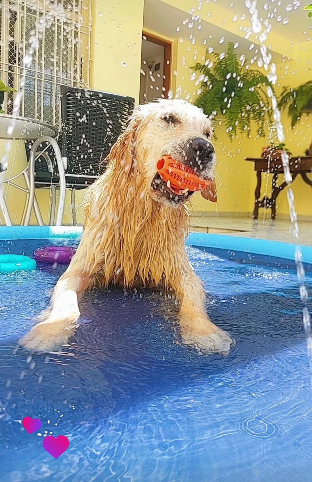 Creche para cães no Cãotinho Feliz