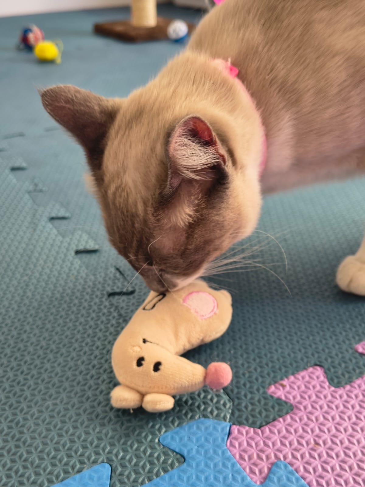 Creche e hotel para gatos no Cantinho Gatinho