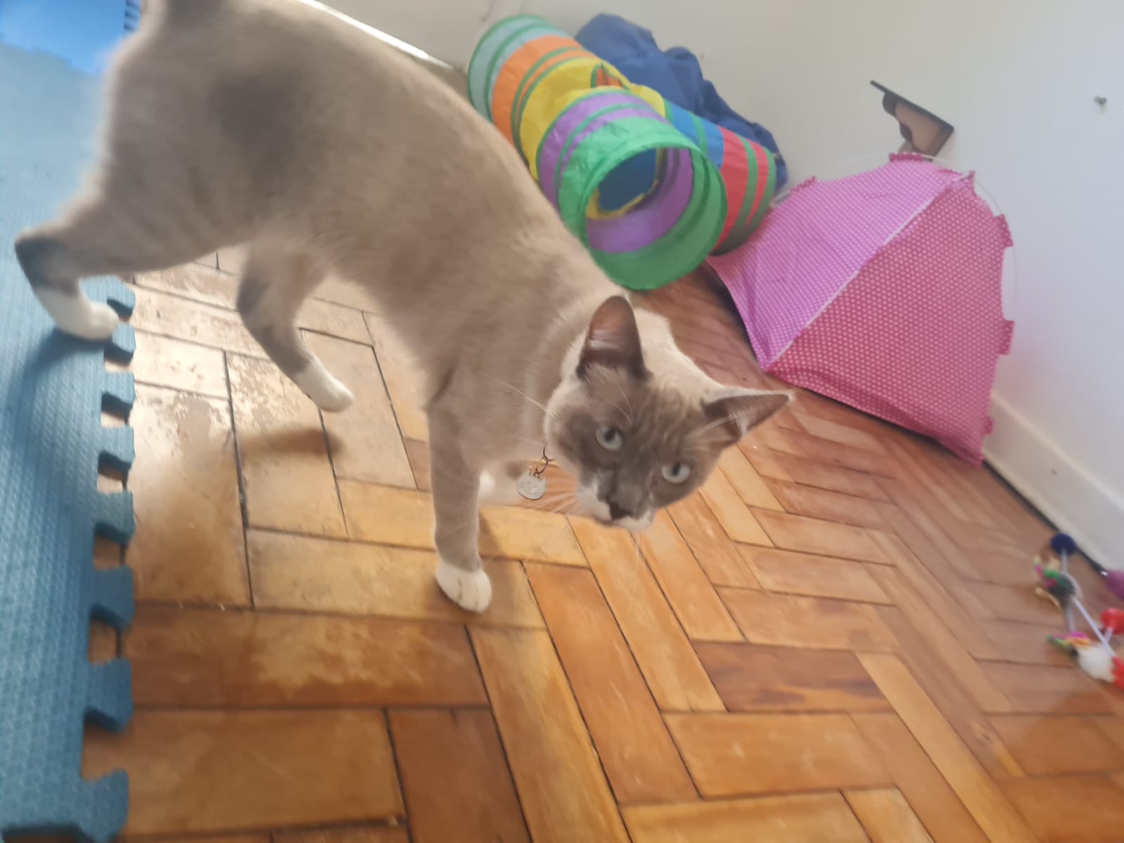 Fachada do Cantinho Gatinho