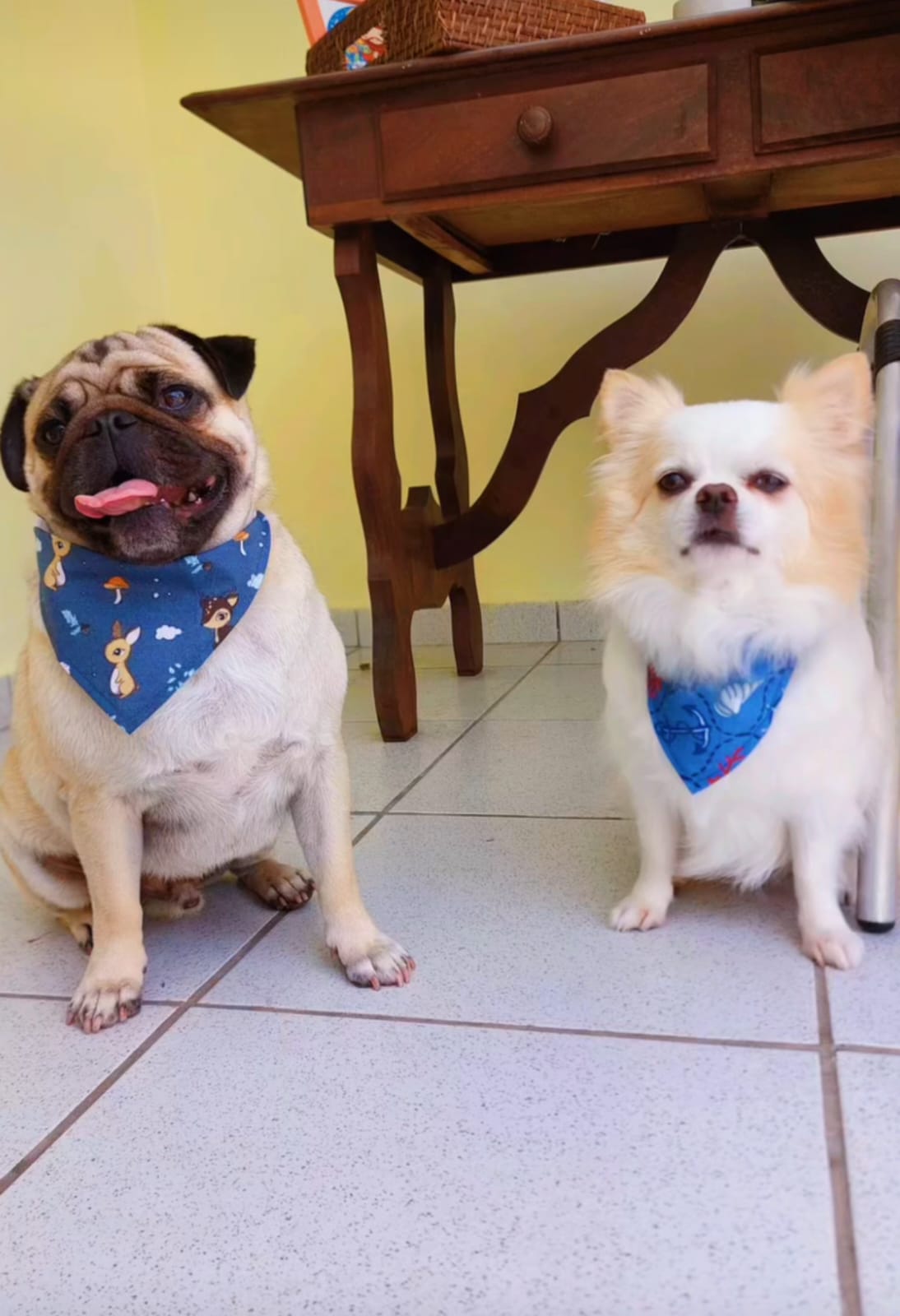 Hotel para cães no Cãotinho Feliz