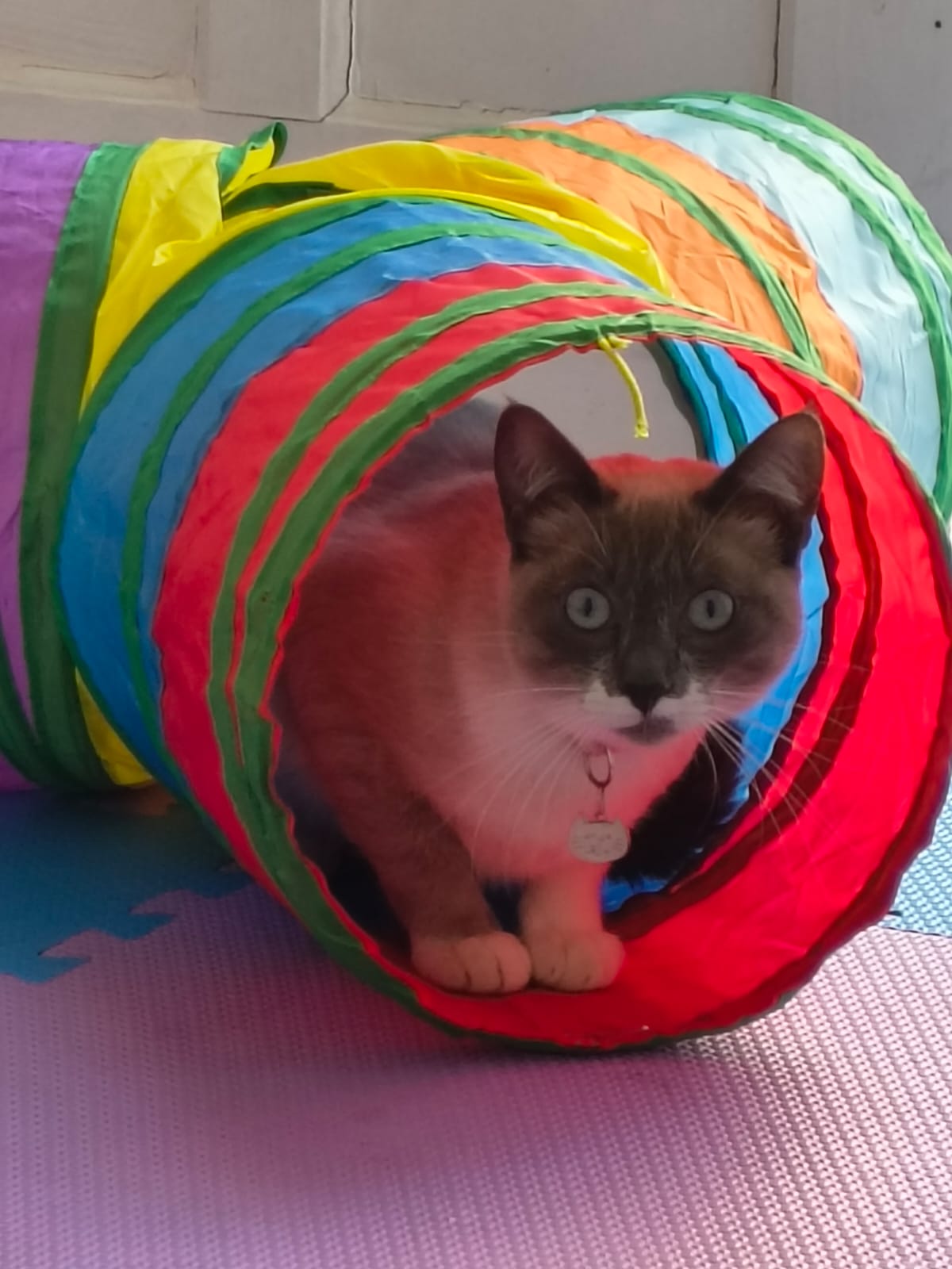 Área dos gatos - foto 10