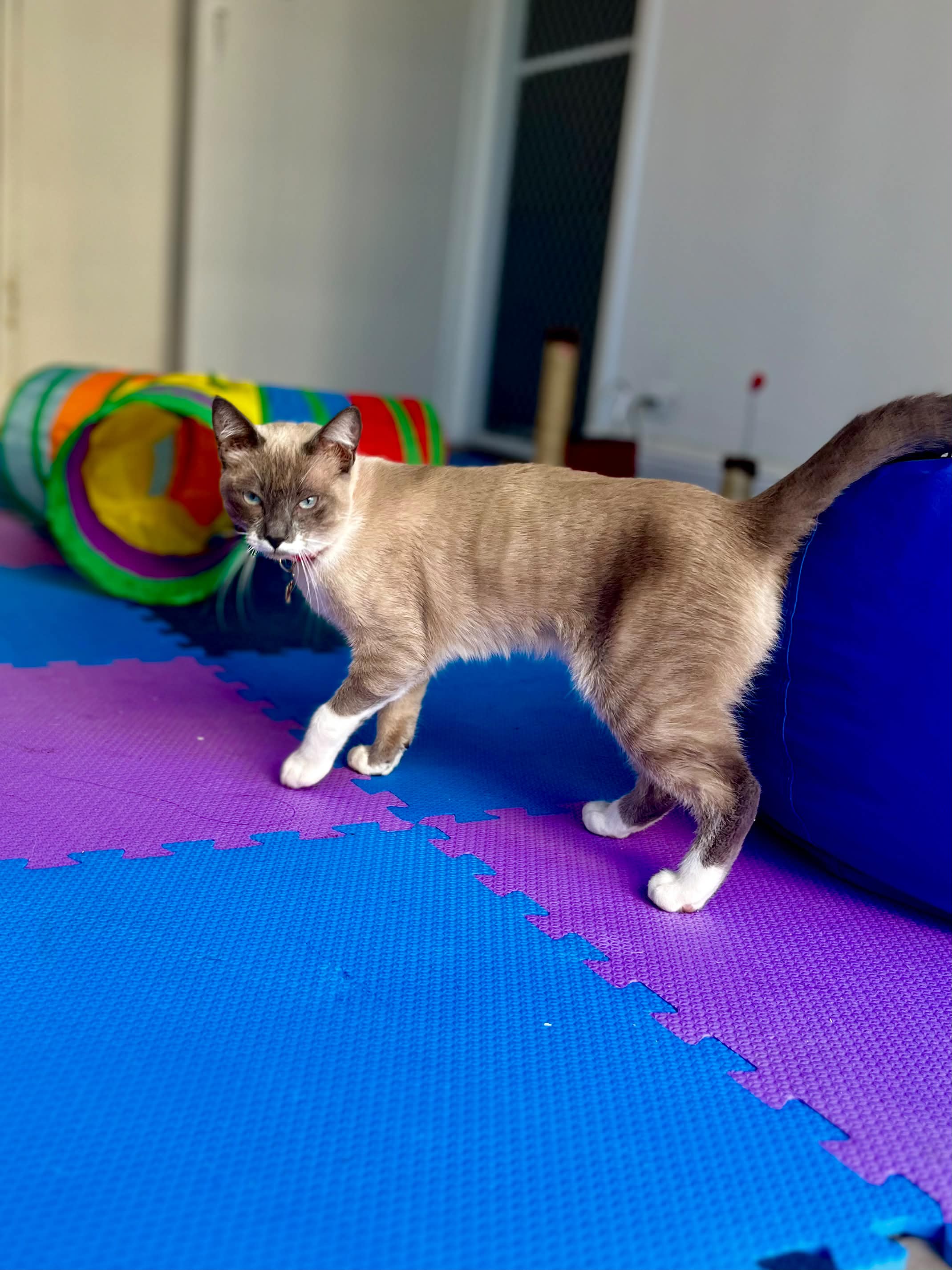 Área dos gatos - foto 11