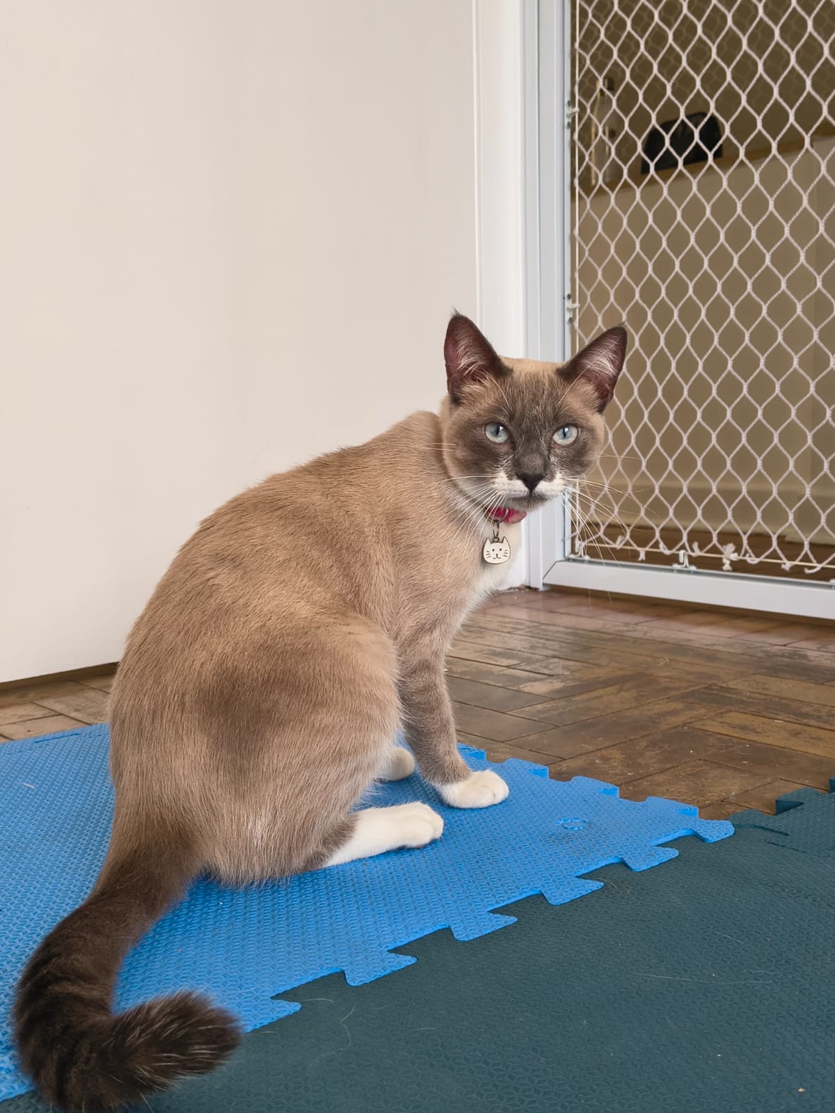 Área dos gatos - foto 9